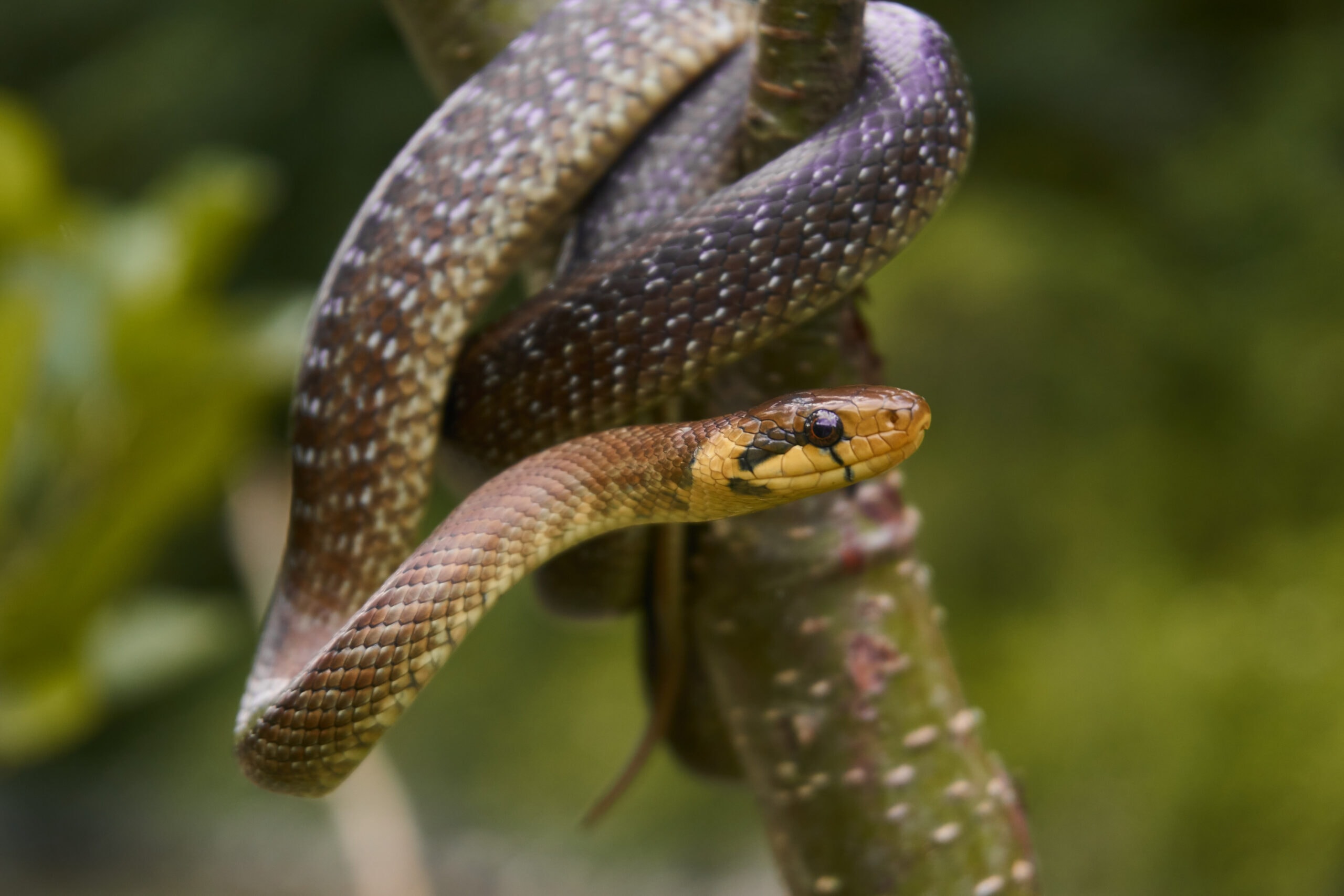 Äskulapnatter mit gelblich-brauner Grundfarbe und dunkler Zeichnung, typisch für sonnige Waldränder und Lichtungen im Odenwald.
