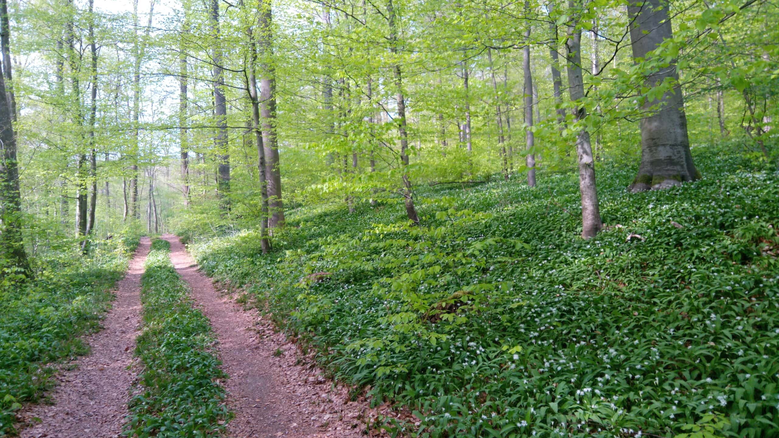 Grüner Waldweg im Naturpark Neckartal-Odenwald, umgeben von dichtem Bärlauchbewuchs und hohen Laubbäumen im Frühling.