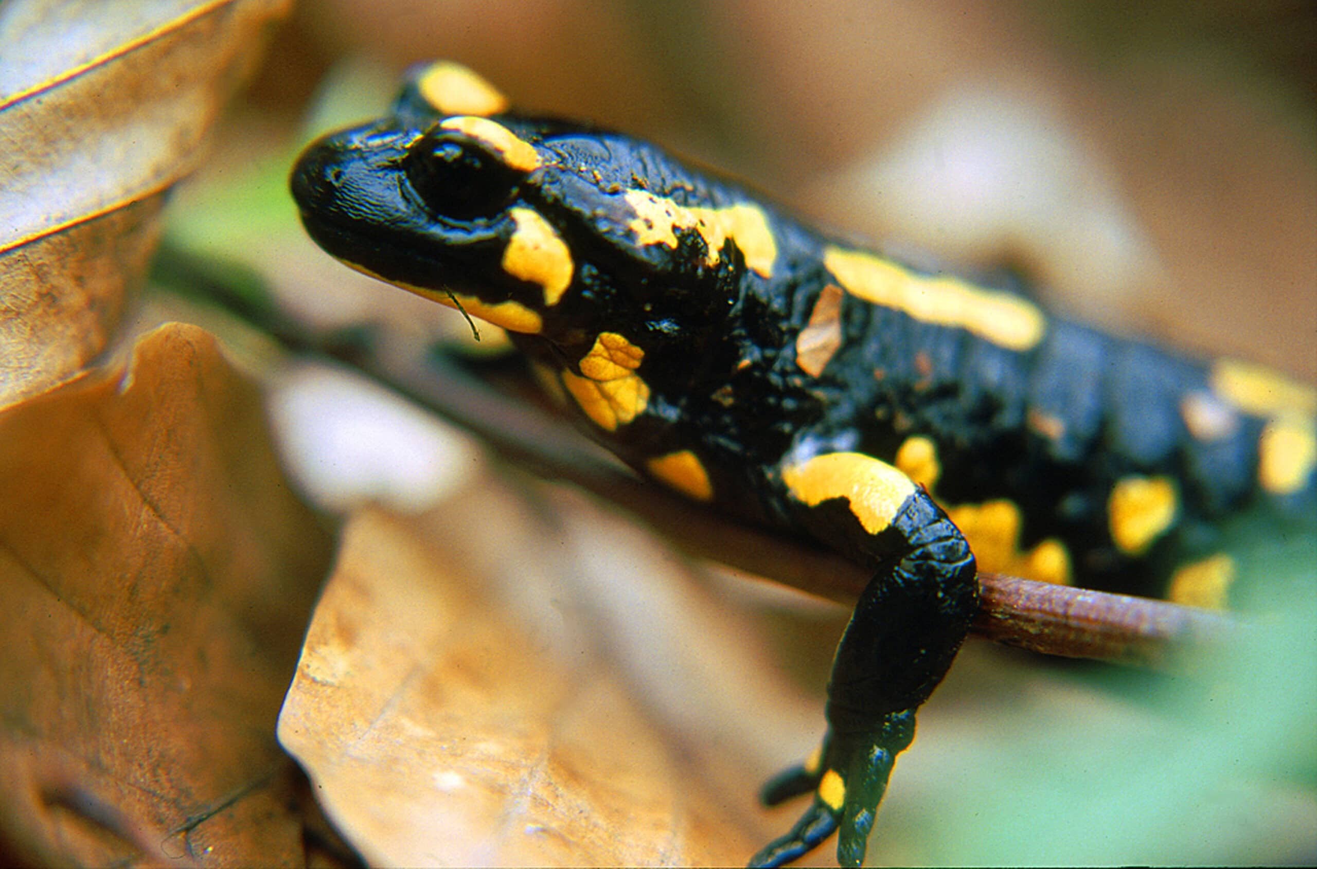 Feuersalamander mit schwarzem Körper und auffälligen gelben Flecken, typisch für feuchte Waldböden und Bachufer im Odenwald.