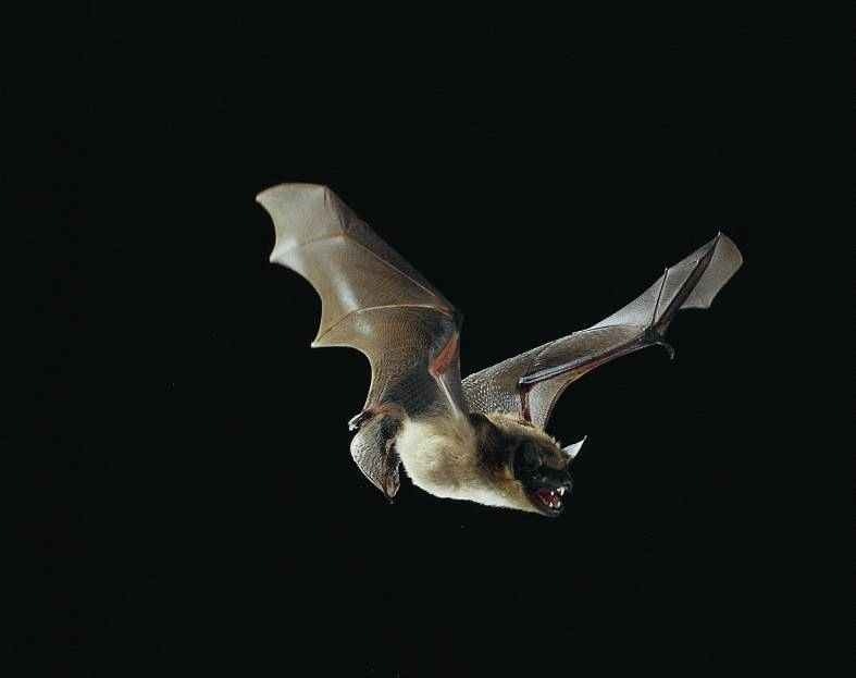 Fledermaus mit ausgebreiteten Flughäuten in der Nacht, typisch für abendaktive Arten in Wäldern und Höhlen des Odenwalds.