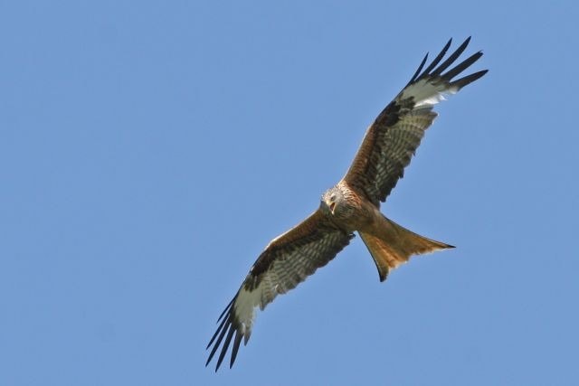 Rotmilan mit ausgebreiteten Schwingen und charakteristischem rotem Schwanzkeil im Flug vor hellem Himmel, typisch für offene Landschaften im Odenwald.