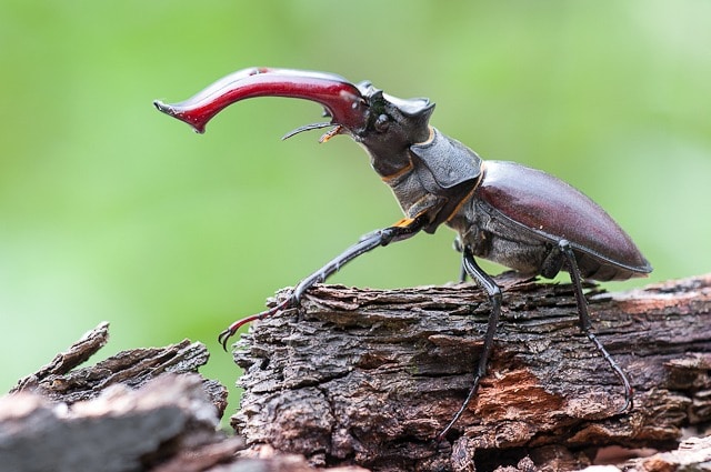 Großer Hirschkäfer mit auffälligem rotem Kopf und schwarzem Körper auf morschem Holz, typisch für feuchte Laubwälder im Odenwald.