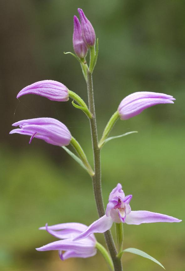 Rotes Waldvöglein, eine seltene Orchideenart, mit zarten lila Blüten und hellem Mittelstreif, typisch für feuchte Wiesen und Waldränder im Odenwald.