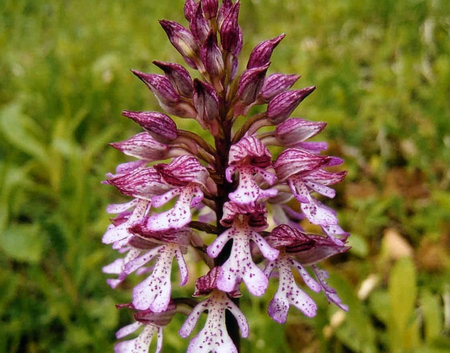 Purpurrote Waldhyazinthe (Orchidee) mit gefleckten Blütenblättern in natürlicher Umgebung, typisch für Wiesen und lichte Wälder im Odenwald.