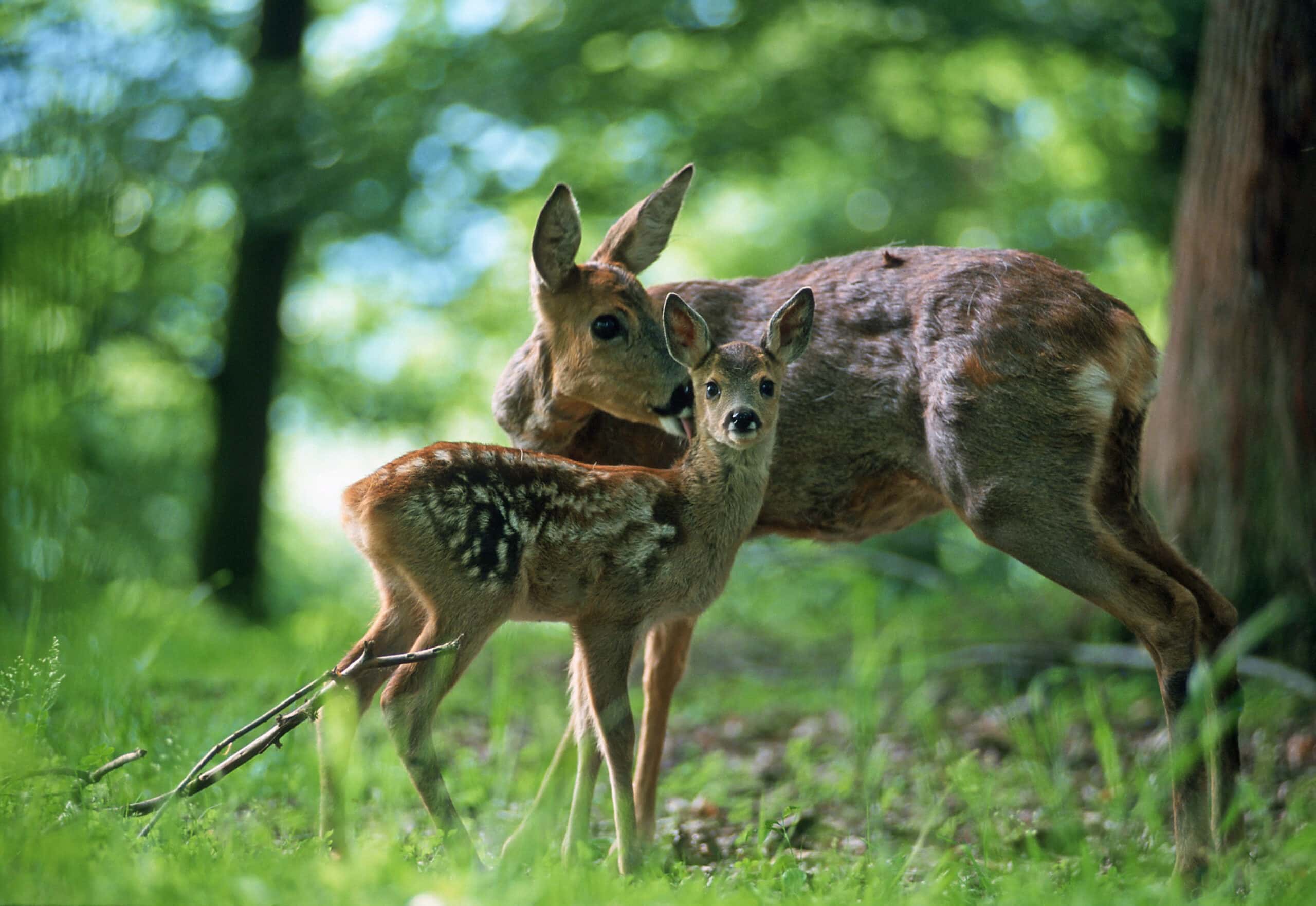 Reh mit Kitz im grünen Waldlichtung des Naturparks Neckartal-Odenwald, umgeben von dichtem Unterholz und Bäumen.