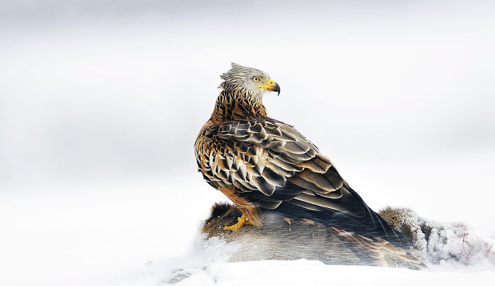 Ein Rotmilan mit ausgebreiteten Schwingen sitzt auf einem Ast in einer winterlichen, schneebedeckten Landschaft des Naturparks Neckartal-Odenwald.