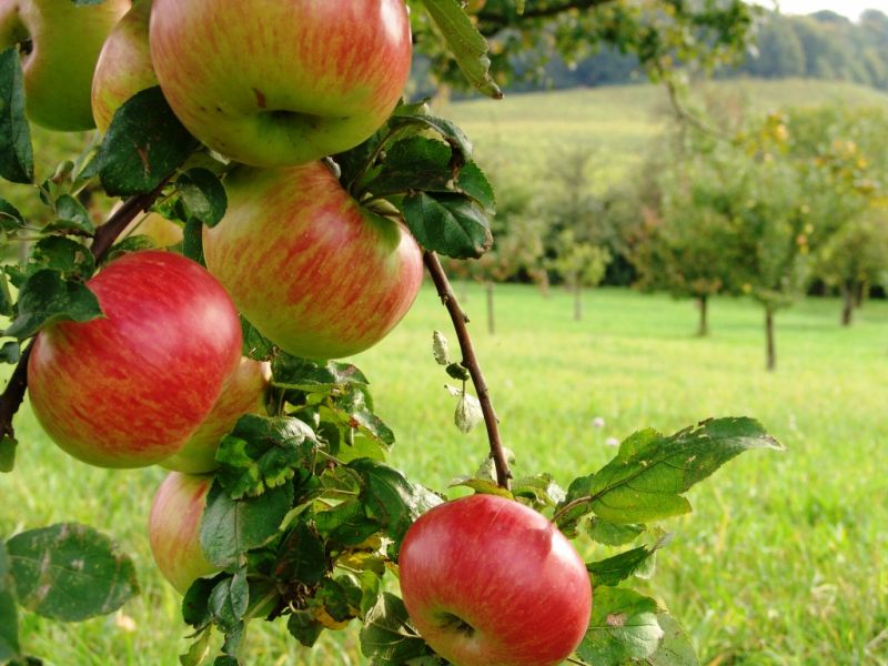 Reife Äpfel in verschiedenen Rot- und Grüntönen hängen an einem Baum in einer sonnigen Obstplantage mit grünen Wiesen und Apfelbäumen im Hintergrund.