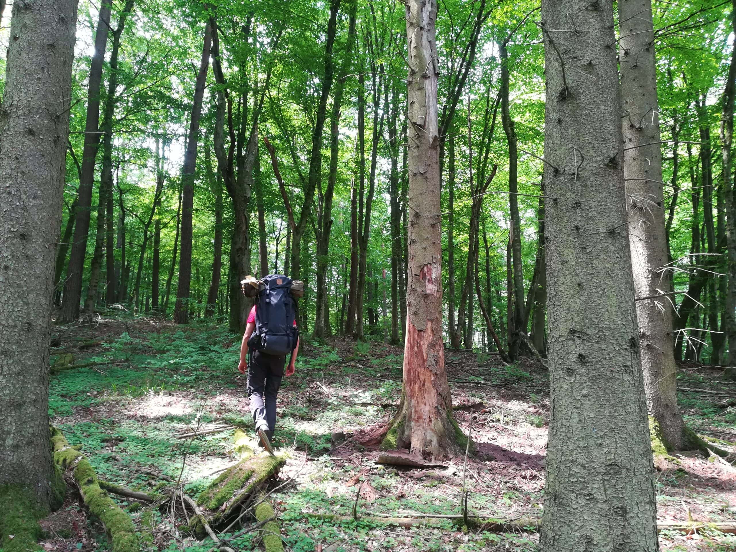 Wanderin mit Rucksack auf moosbedecktem Waldboden im dichten Mischwald des Naturparks Neckartal-Odenwald.