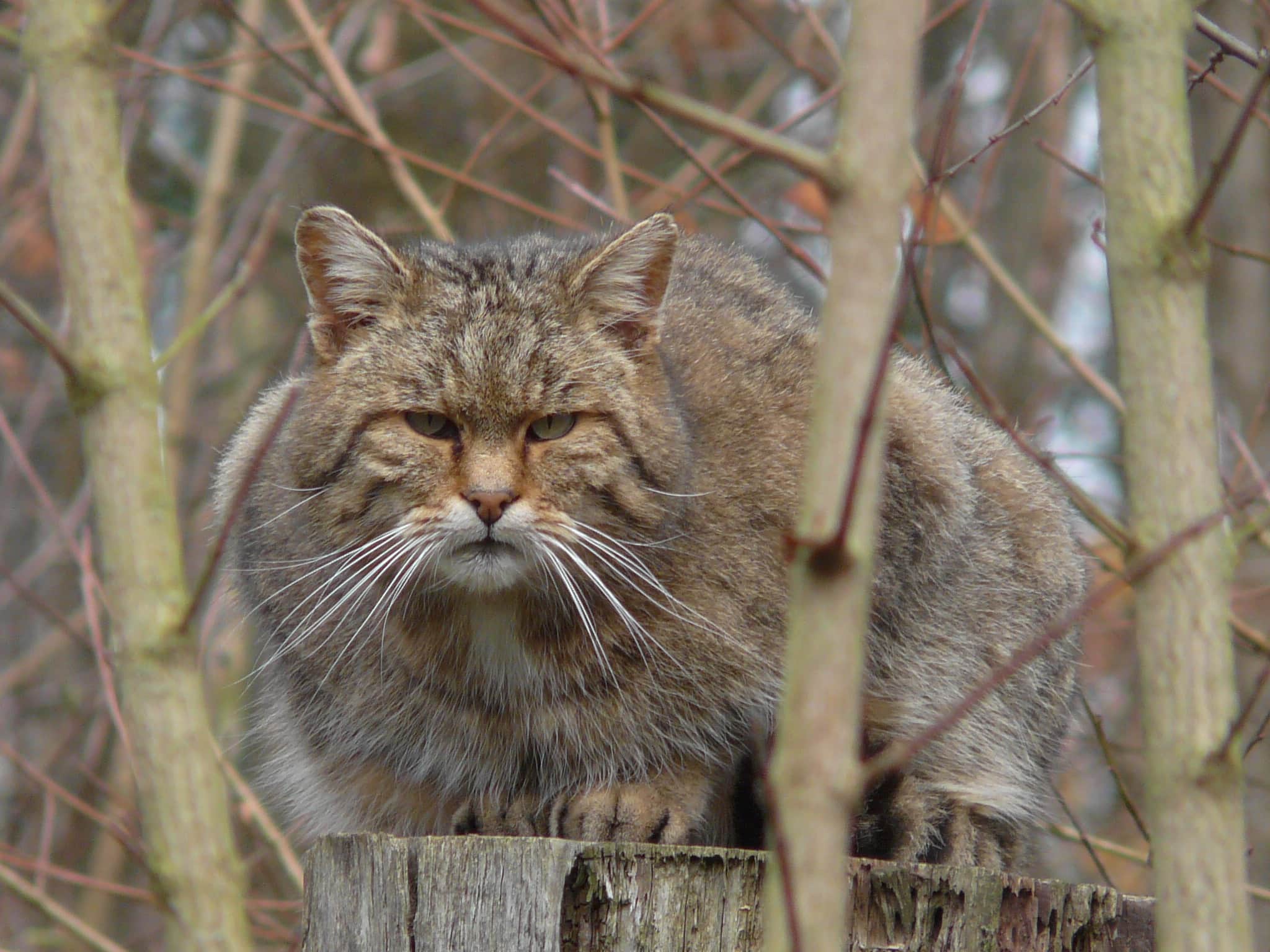 Wildkatze sitzt auf einem Baumstumpf, umgeben von winterlichem Geäst und trockenen Ästen in natürlicher Umgebung.