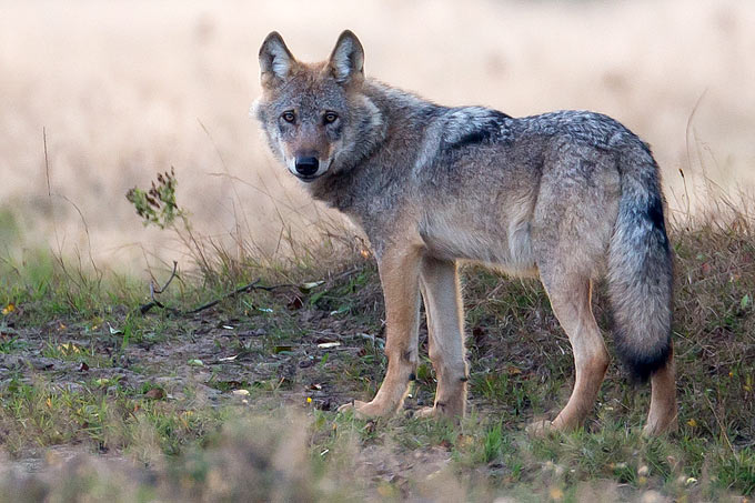 Ein Wolf steht aufmerksam auf einer trockenen Wiese mit spärlichem Grasbewuchs in natürlicher Umgebung.