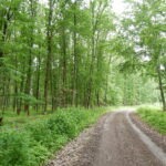 Beschatteter Waldweg im Naturpark Neckartal-Odenwald, umgeben von dichtem Laubwald mit hohen Bäumen und grünem Unterholz.