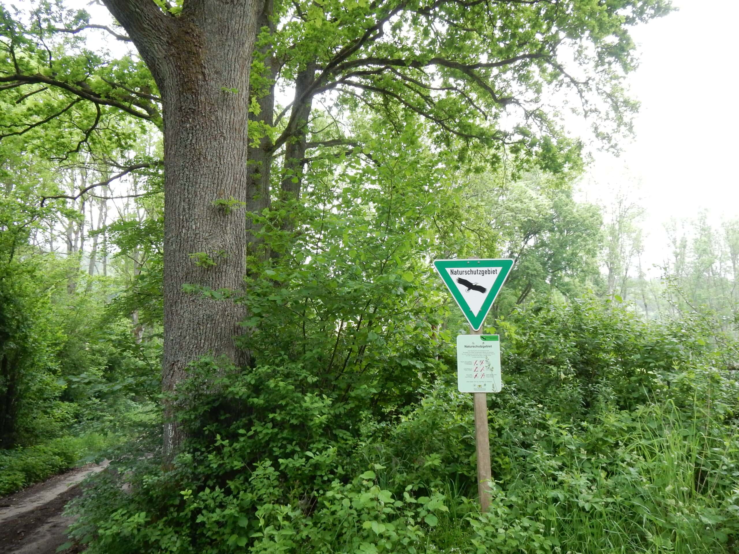 Grünes Naturschutzgebiet-Schild mit Fledermaus-Symbol im Wald, umgeben von dichtem Laubwald und einem markierten Wanderweg im Naturpark Neckartal-Odenwald.