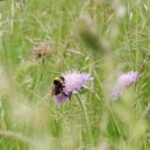 Biene auf violetter Blüte in grünem Gras, umgeben von Natur im Naturpark Neckartal-Odenwald.