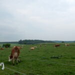 Weidefläche im Naturpark Neckartal-Odenwald mit mehreren Kühen, umgeben von grünem Grasland und im Hintergrund bewaldeten Hügeln.