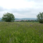 Blumenreiche Wiese im Naturpark Neckartal-Odenwald mit Blick auf ein Dorf und sanfte Hügel in der Ferne, umgeben von Bäumen.