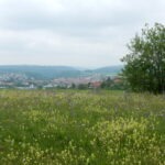 Blumenreiche Wiese im Naturpark Neckartal-Odenwald mit Blick auf ein kleines Dorf und sanfte Hügel in der Ferne.