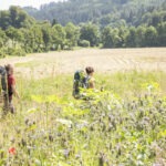 Zwei Wanderer mit Rucksäcken durchqueren eine blumenreiche Wiese im Naturpark Neckartal-Odenwald, umgeben von bewaldeten Hügeln.