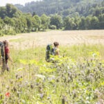 Zwei Wanderer mit Rucksäcken durchqueren eine blumenreiche Wiese im Naturpark Neckartal-Odenwald, umgeben von bewaldeten Hügeln und sonnendurchfluteter Landschaft.