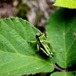 Grüne Heuschrecke auf einem frischen Blatt in der Natur, typisch für den Naturpark Neckartal-Odenwald.