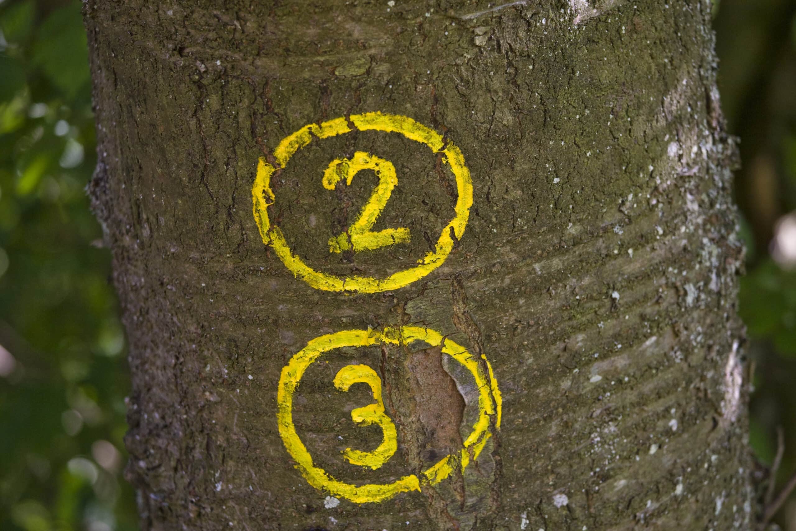 Gelbe Wegemarkierung mit den Zahlen 2 und 3 in Kreisen auf einem moosbewachsenen Baum im Naturpark Neckartal-Odenwald zur Kennzeichnung von Rundwanderwegen.