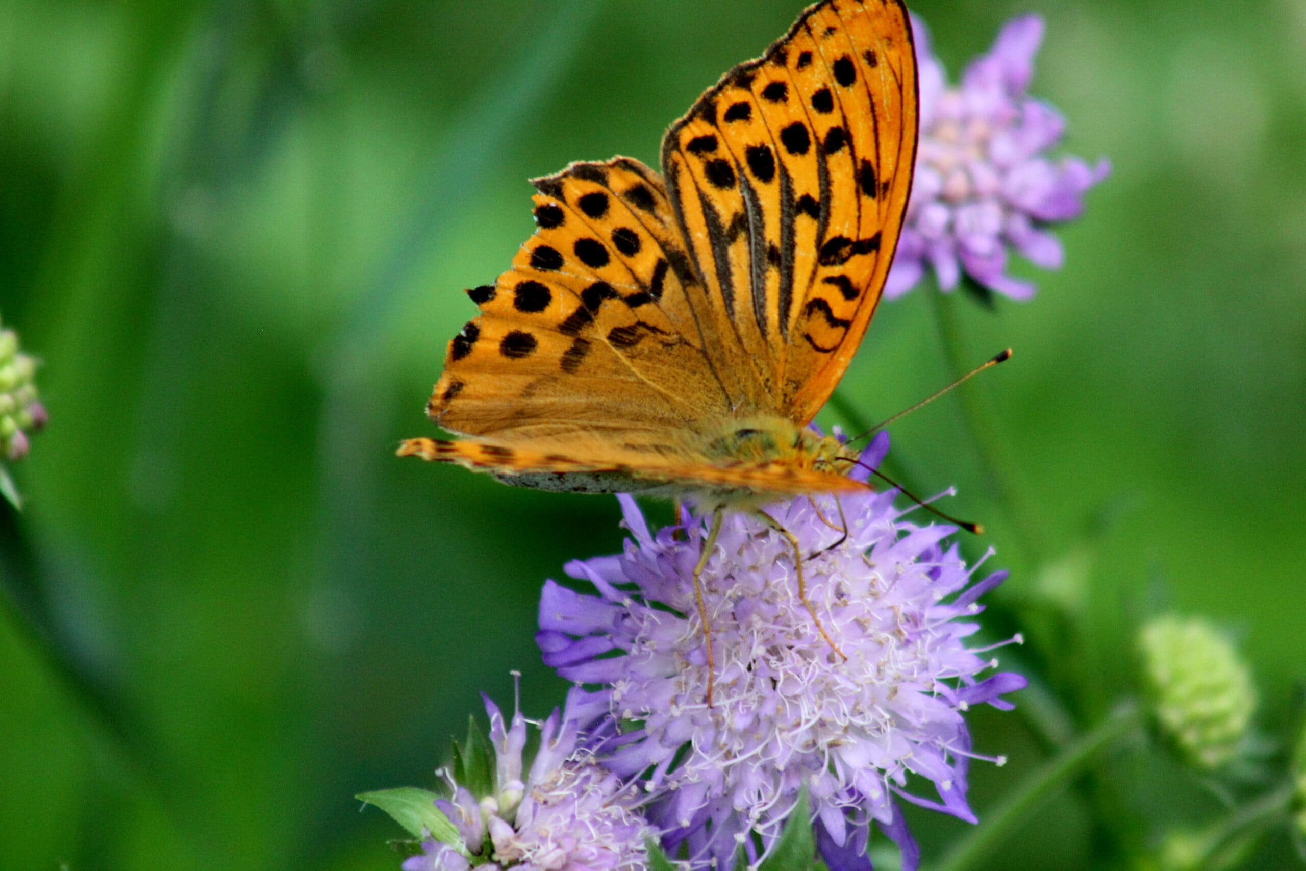 Orange-schwarzer Schmetterling mit Augenflecken auf orangefarbenen Flügeln sitzt auf violetter Blüte in grüner Natur.