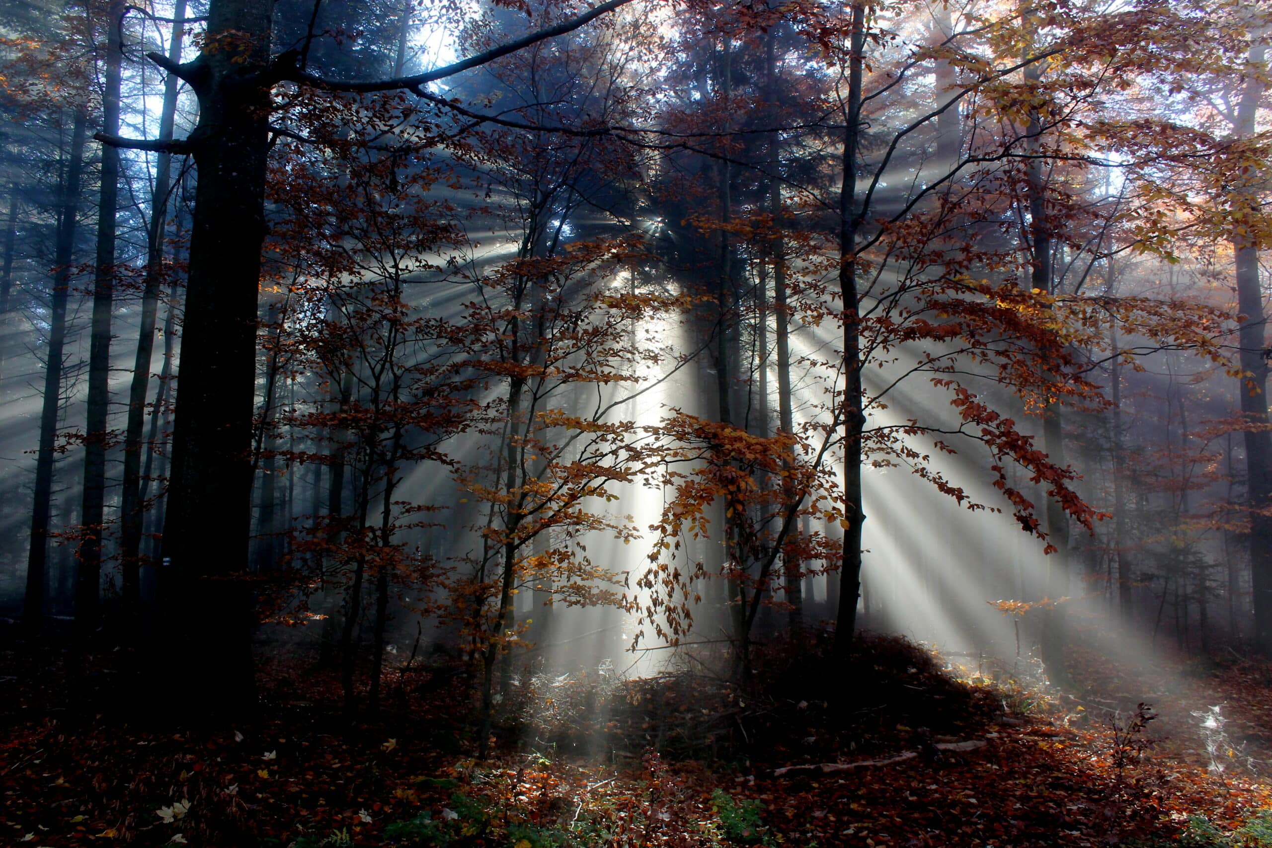 Herbstlicher Wald im Naturpark Neckartal-Odenwald: Sonnenlicht fällt durch Bäume mit rotbraunem Laub, beleuchtet den Waldboden mit Lichtstrahlen.