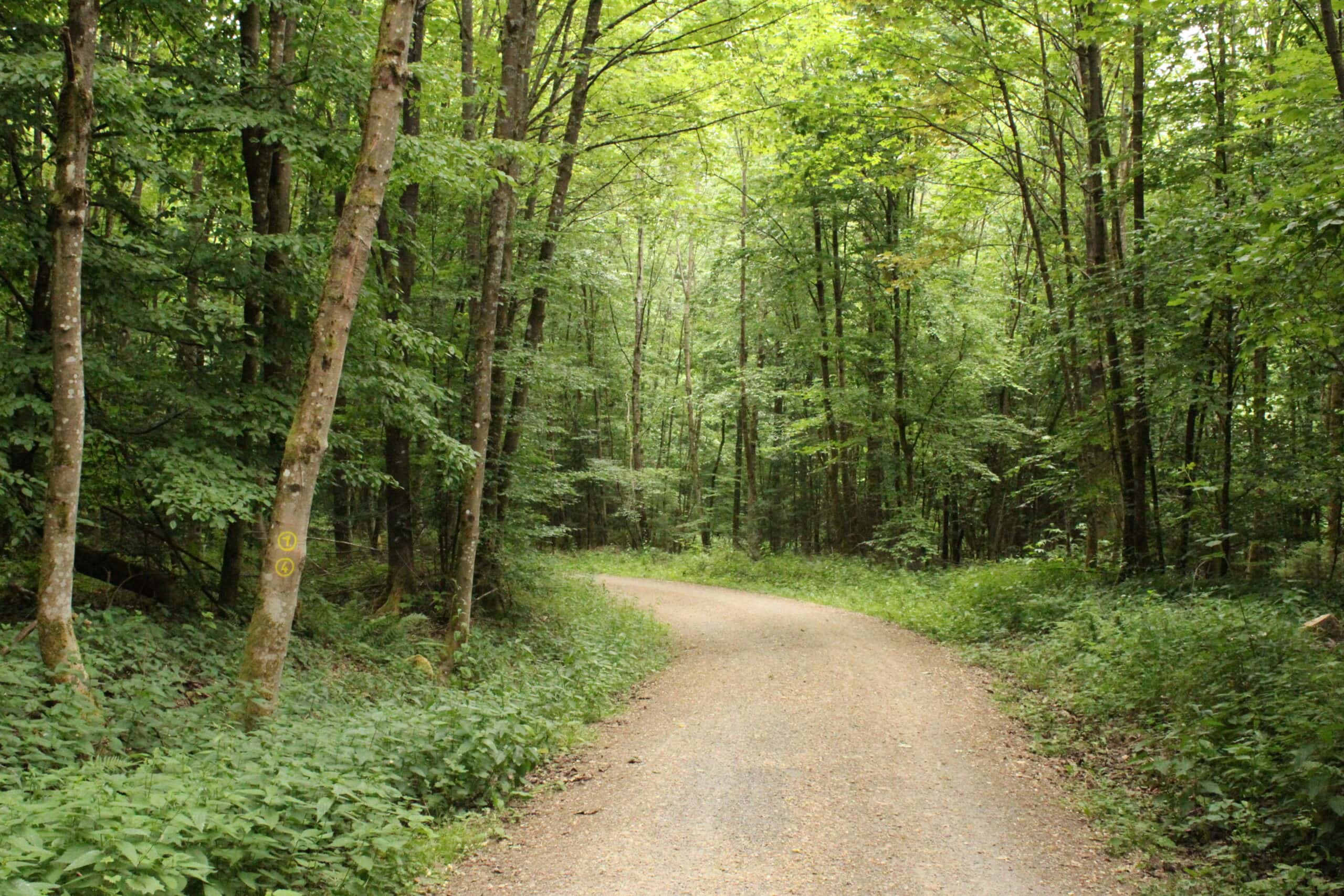 Wanderweg im Naturpark Neckartal-Odenwald mit gelb markierter Wegnummer 4, umgeben von dichtem Grün und hohen Bäumen.
