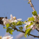Schmetterling auf einer blühenden Baumknospe mit grünen Blättern unter blauem Himmel, typisch für Frühlingslandschaft.