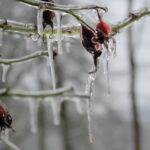 Eisüberzogene Zweige mit gefrorenen Beeren und Eiskristallen in winterlicher Natur.